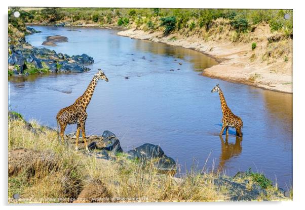 Giraffes by the River Mara Acrylic by Graham Prentice
