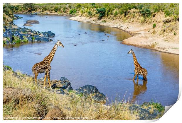 Giraffes by the River Mara Print by Graham Prentice