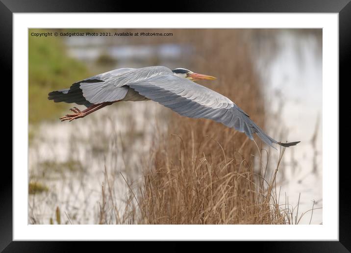 Grey Heron in Flight Framed Mounted Print by GadgetGaz Photo
