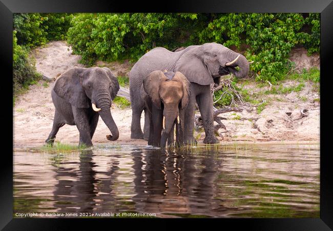 Elephants Chobe River Botswana Africa Framed Print by Barbara Jones