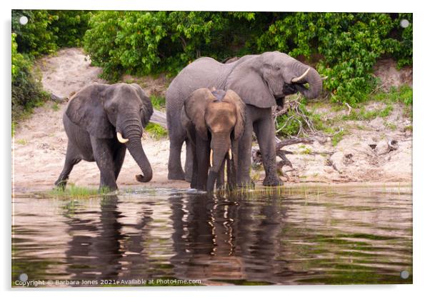 Elephants Chobe River Botswana Africa Acrylic by Barbara Jones