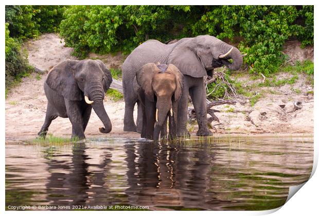 Elephants Chobe River Botswana Africa Print by Barbara Jones