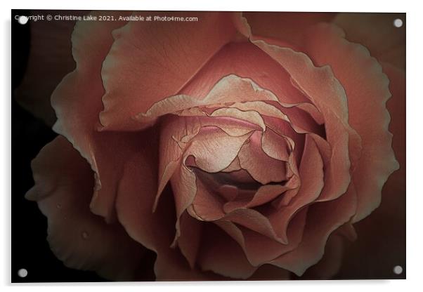 Twilight Rose Acrylic by Christine Lake