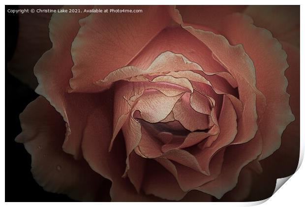 Twilight Rose Print by Christine Lake