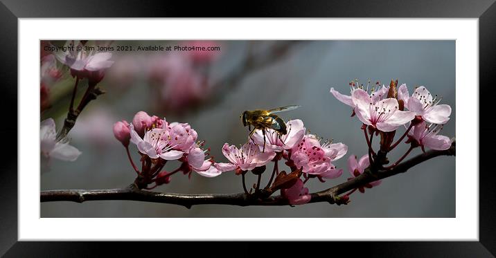 Cherry Blossom Panorama Framed Mounted Print by Jim Jones