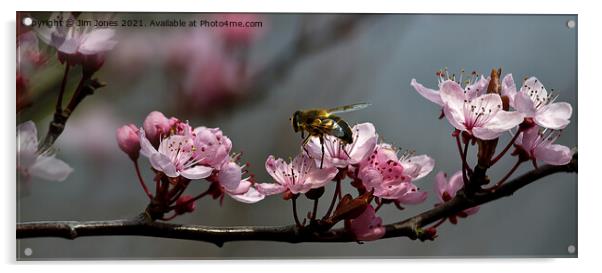 Cherry Blossom Panorama Acrylic by Jim Jones