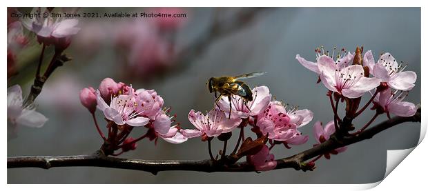 Cherry Blossom Panorama Print by Jim Jones