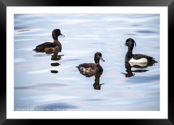 Goldeneyes birds on the lake  Framed Mounted Print by Holly Burgess