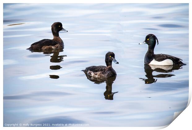 Goldeneyes birds on the lake  Print by Holly Burgess