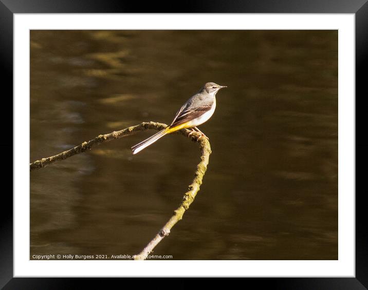 Graceful Grey Wagtail Dominates River Scene Framed Mounted Print by Holly Burgess