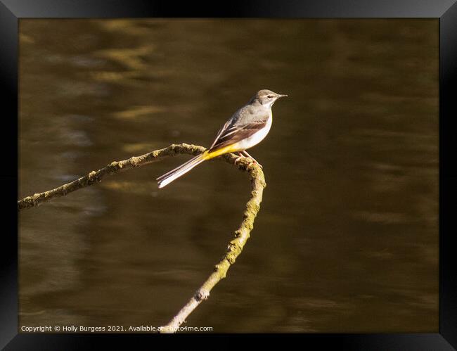 Graceful Grey Wagtail Dominates River Scene Framed Print by Holly Burgess