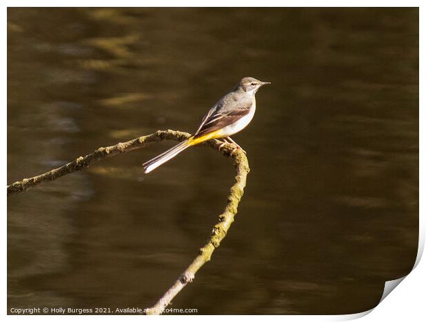 Graceful Grey Wagtail Dominates River Scene Print by Holly Burgess