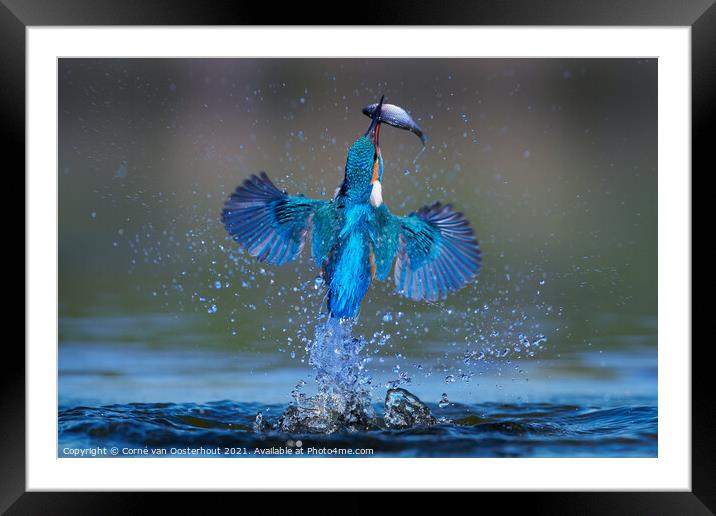 Kingfisher emerging from the water with a fish Framed Mounted Print by Corné van Oosterhout