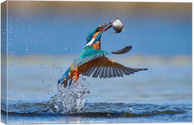 Kingfisher emerging from the water with a fish Canvas Print by Corné van Oosterhout