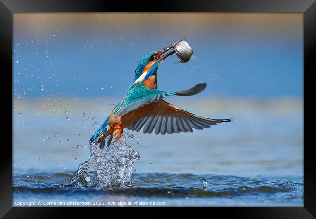 Kingfisher emerging from the water with a fish Framed Print by Corné van Oosterhout