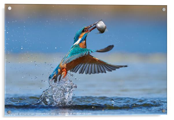 Kingfisher emerging from the water with a fish Acrylic by Corné van Oosterhout
