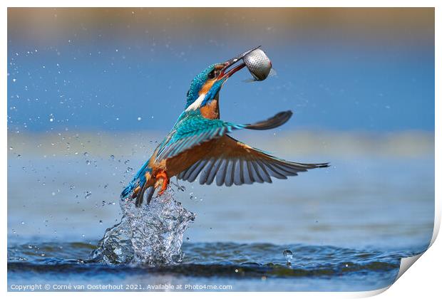 Kingfisher emerging from the water with a fish Print by Corné van Oosterhout