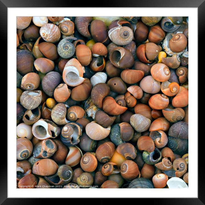 Colourful beach seashells, Ardskenish, Isle of Colonsay, Scotland Framed Mounted Print by Photimageon UK