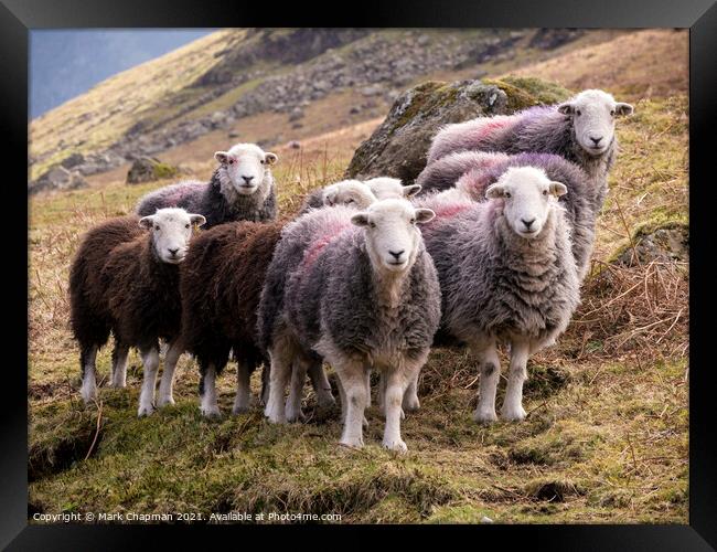 Lakeland Herdwick sheep (Herdies) Framed Print by Photimageon UK