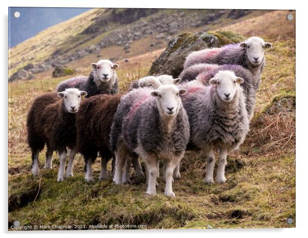 Lakeland Herdwick sheep (Herdies) Acrylic by Photimageon UK