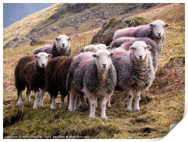 Lakeland Herdwick sheep (Herdies) Print by Photimageon UK