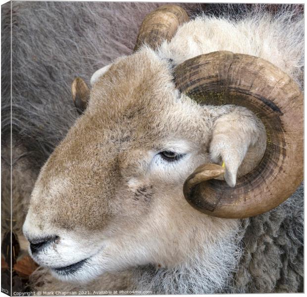 A close up of a Herdwick sheep's head in the English Lake District Canvas Print by Photimageon UK