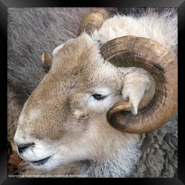 A close up of a Herdwick sheep's head in the English Lake District Framed Print by Photimageon UK