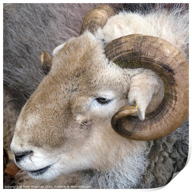 A close up of a Herdwick sheep's head in the English Lake District Print by Photimageon UK