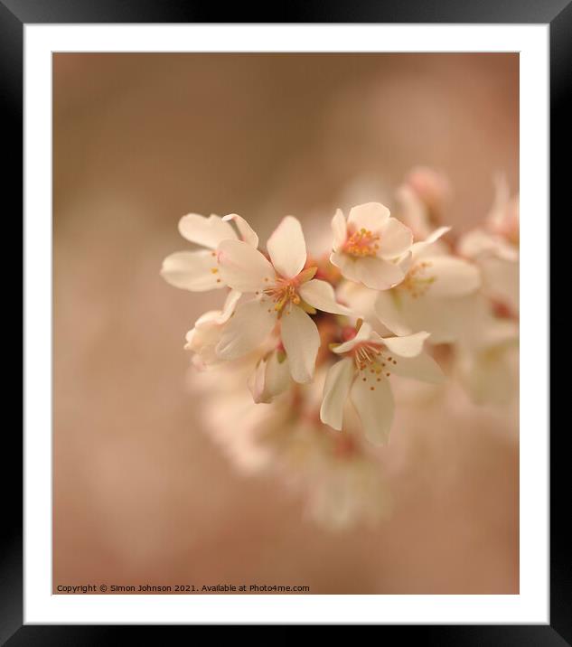 Spring Cherry Blossom flower Framed Mounted Print by Simon Johnson