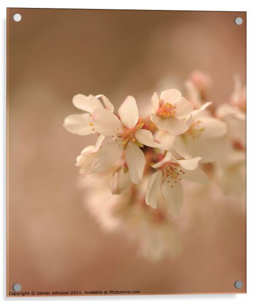 Spring Cherry Blossom flower Acrylic by Simon Johnson