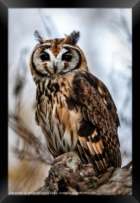 Striped Owl; Asio clamator Framed Print by Steve de Roeck