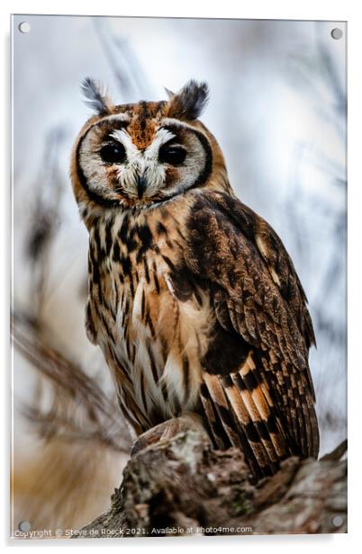 Striped Owl; Asio clamator Acrylic by Steve de Roeck