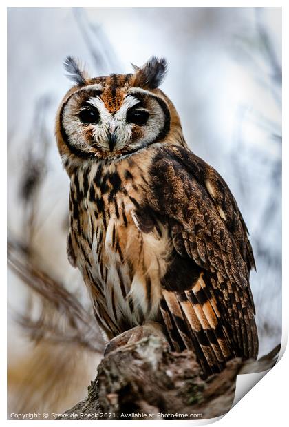 Striped Owl; Asio clamator Print by Steve de Roeck