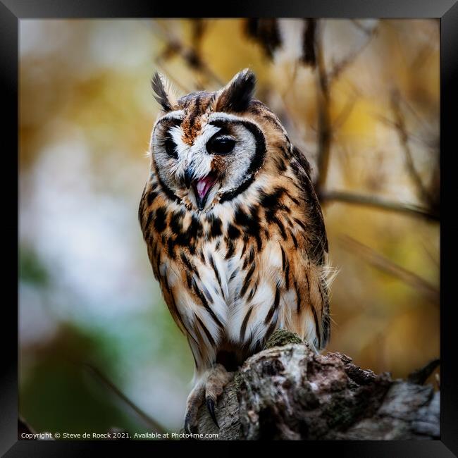 Striped Owl; Asio clamator Framed Print by Steve de Roeck
