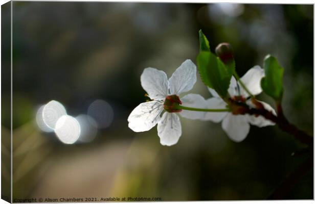 Blackthorn Blossom Canvas Print by Alison Chambers