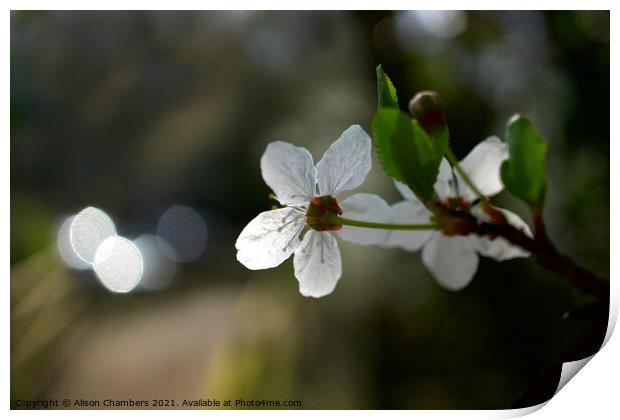 Blackthorn Blossom Print by Alison Chambers