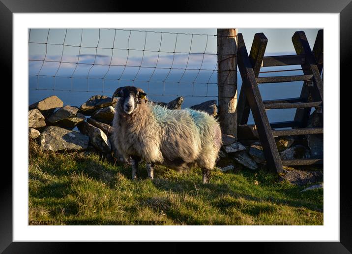 Sheep with view Framed Mounted Print by barbara walsh