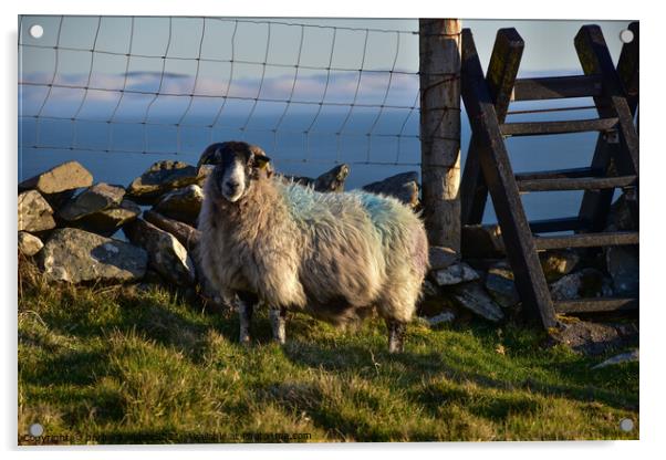 Sheep with view Acrylic by barbara walsh