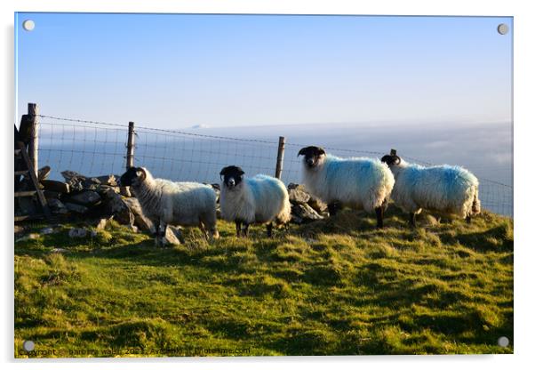 Sheep enjoying the evening  Acrylic by barbara walsh