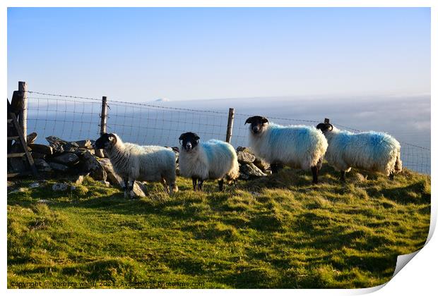 Sheep enjoying the evening  Print by barbara walsh