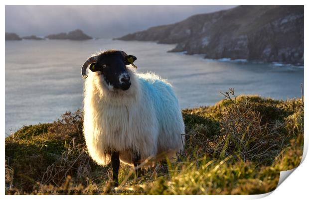 A sheep standing on top of Dunmore head Print by barbara walsh