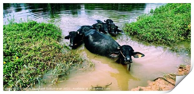 five water buffalos lie in the lake to protect themselves from annoying insects and to cool off from the midday heat.a view from kerala india Print by Anish Punchayil Sukumaran