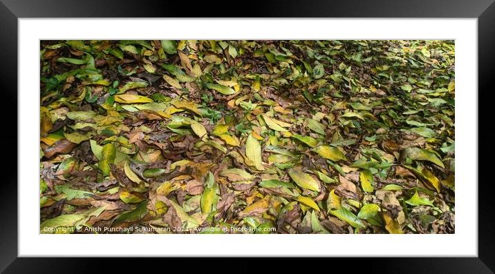 Fallen yellow tree leaves during September. Autumn falls Framed Mounted Print by Anish Punchayil Sukumaran
