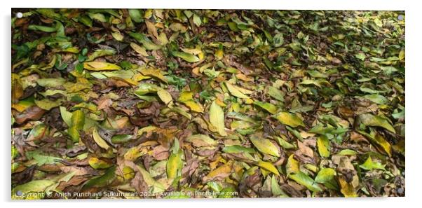 Fallen yellow tree leaves during September. Autumn falls Acrylic by Anish Punchayil Sukumaran