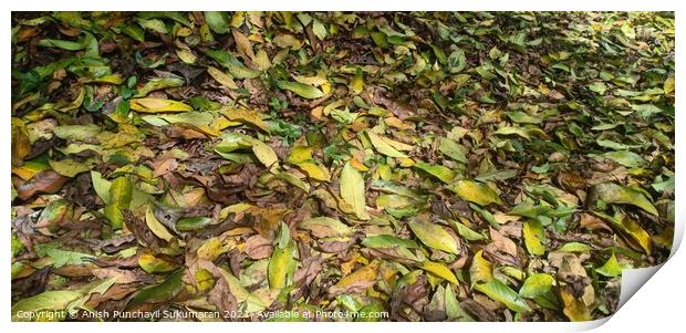 Fallen yellow tree leaves during September. Autumn falls Print by Anish Punchayil Sukumaran
