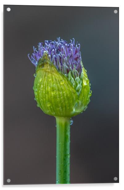 Allium Acrylic by chris smith