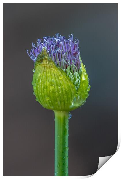 Allium Print by chris smith