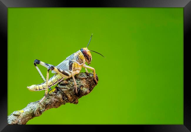 Locust Framed Print by chris smith