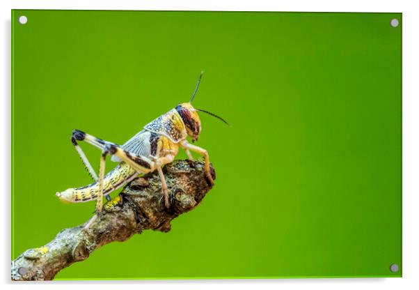 Locust Acrylic by chris smith