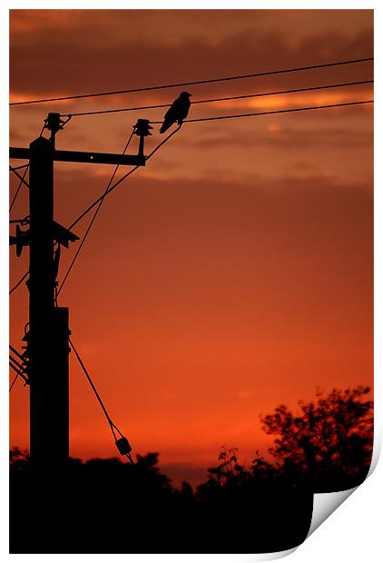 Crow at sunset Print by Steve Purnell